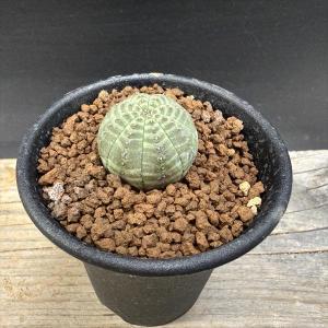 ☆特価☆多肉植物:ユーフォルビア オベサ 12...の詳細画像5