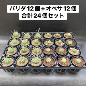 ☆特価☆多肉植物:ユーフォルビア バリダ 12個...の商品画像
