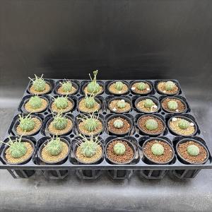 ☆特価☆多肉植物:ユーフォルビア バリダ 12...の詳細画像1