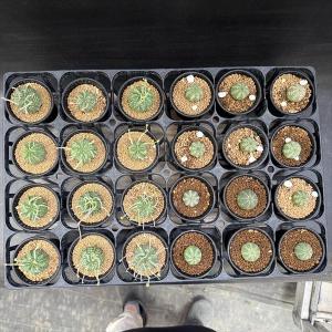 ☆特価☆多肉植物:ユーフォルビア バリダ 12...の詳細画像2