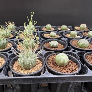 ☆特価☆多肉植物:ユーフォルビア バリダ 12...の詳細画像3