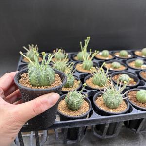 ☆特価☆多肉植物:ユーフォルビア バリダ 12...の詳細画像4
