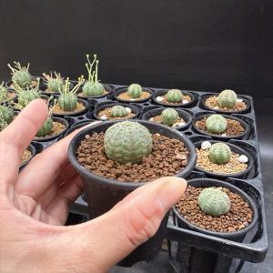 ☆特価☆多肉植物:ユーフォルビア バリダ 12...の詳細画像5