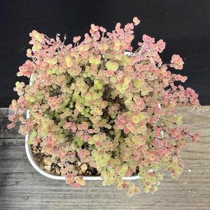 多肉植物:ドロサンテマム 蜜橘(みかん)*幅9cmの詳細画像1