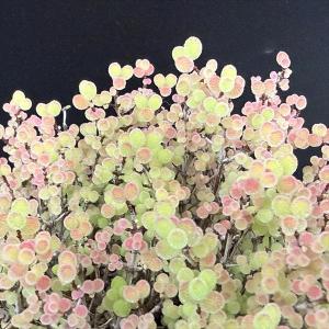 多肉植物:ドロサンテマム 蜜橘(みかん)*幅9cmの詳細画像2