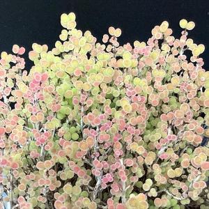 多肉植物:ドロサンテマム 蜜橘(みかん)*幅9cmの詳細画像3