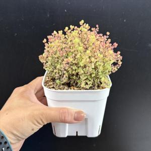 多肉植物:ドロサンテマム 蜜橘(みかん)*幅9cmの詳細画像4