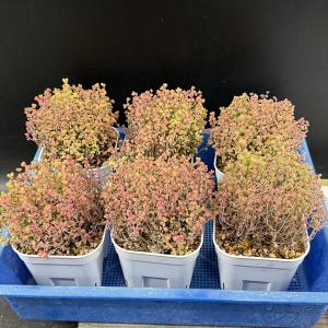 多肉植物:ドロサンテマム 蜜橘(みかん)*幅9cmの詳細画像5
