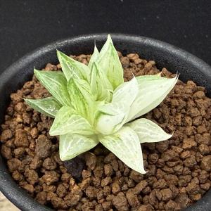 多肉植物:ハオルチア 氷砂糖*幅3.5cmの商品画像