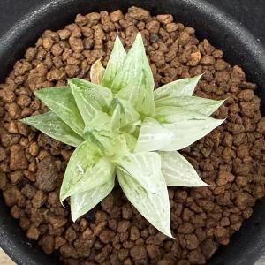 多肉植物:ハオルチア 氷砂糖*幅3.5cmの詳細画像1