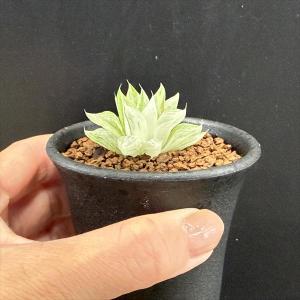多肉植物:ハオルチア 氷砂糖*幅3.5cmの詳細画像2