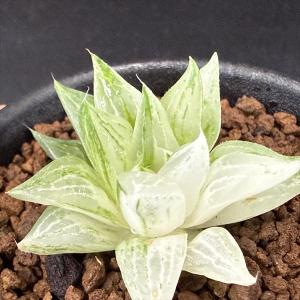 多肉植物:ハオルチア 氷砂糖*幅3.5cmの詳細画像3
