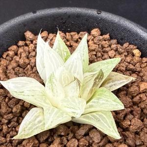 多肉植物:ハオルチア 氷砂糖*幅3.5cmの詳細画像4
