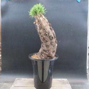 コーデックス：ユーフォルビア　ムランジーナ*幅11ｃｍ　現品！一品限り　☆発根済