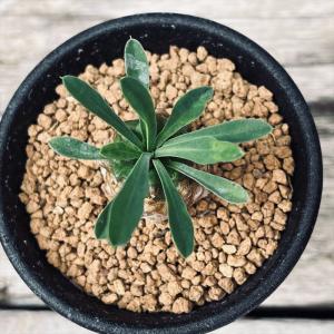 多肉植物:ユーフォルビア 峨眉山(がびざん)*...の詳細画像1