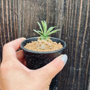 多肉植物:ユーフォルビア 峨眉山(がびざん)*...の詳細画像2