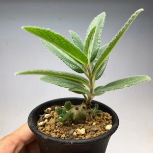 11c ハオルチア　多肉植物　スプリング錦糊斑　自家繁殖 11c ハオルチア 多肉植物 スプリング錦糊斑 自家繁殖