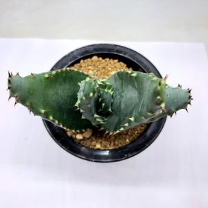多肉植物:アロエ アクレアータ 実生*幅10cmの詳細画像1