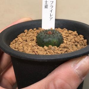 サボテン:フライレア 士童*幅2cmの詳細画像1