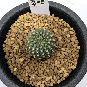 コーデックス：パキポディウム エブレネウム*現品 一品限り : 遊恵盆栽