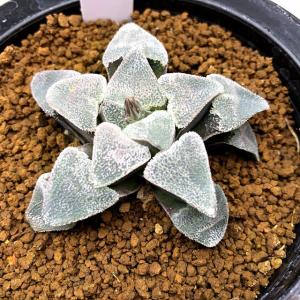 多肉植物：ハオルチア ピグマエア ミュータント*S 幅6cm : 遊恵盆栽