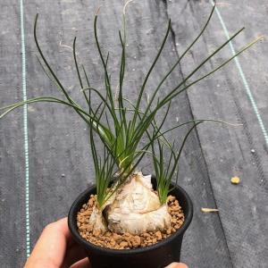 多肉植物：ペラルゴニウム コルツシフォリウム*幹幅1.5cm : 遊恵盆栽