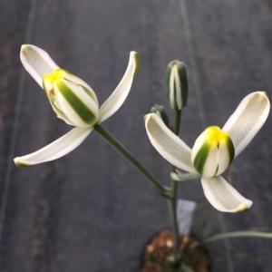 多肉植物:アルブカ フミリス S*葉幅9cmの詳細画像3