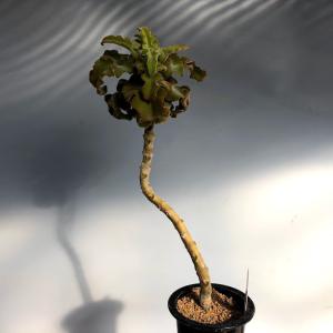 カランコエ 花 苗 の商品一覧 花 ガーデニング 通販 Yahoo ショッピング