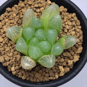 多肉植物:ハオルチア ピリフェラ*S 幅4cmの詳細画像1
