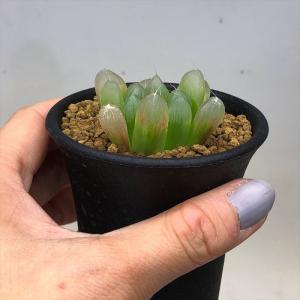 多肉植物:ハオルチア ピリフェラ*S 幅4cmの詳細画像2