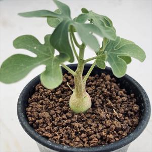 多肉植物：アデニア グラウカ*S  塊幅1.3cm　☆赤松実生｜y-bonsai