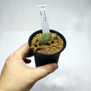 多肉植物：ガガイモ フェルニア ヒスロピー*幅2cm : 遊恵盆栽 Yahoo!店
