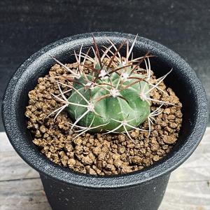 サボテン:メロカクタス 飛雲 実生*幅4.5cm : 遊恵盆栽 Yahoo サボテン:メロカクタス 飛雲 実生*幅4.5cm : 遊恵盆栽 Yahoo
