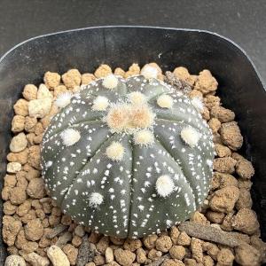 サボテン：ギムノカリキウム 天賜玉*S 幅4.5cm : 遊恵盆栽 Yahoo!店