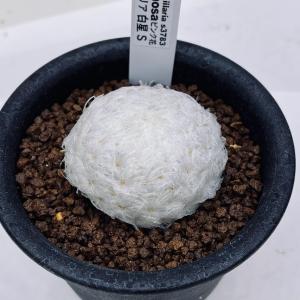 サボテン マミラリア 白星の商品一覧 通販 Yahoo ショッピング