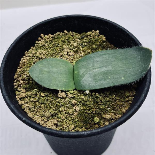 球根植物：ハエマンサス　アルビフロース　マユハケオモト*葉幅6ｃｍ