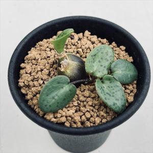 油彩画 アデニウム 多肉植物：コーデックス・アデニウム(砂漠のバラ) アラビカム