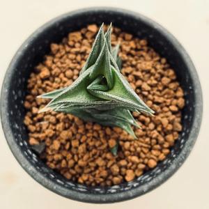 多肉植物:ハオルチア ウィスコーサ*幅3cmの詳細画像1