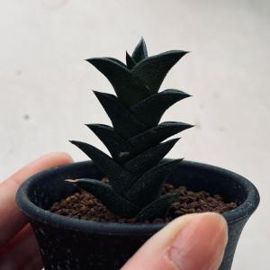 多肉植物:ハオルチア ウィスコーサ*幅3cmの詳細画像2