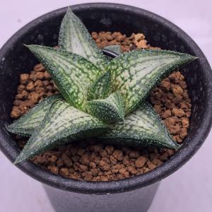 31d ハオルチア　多肉植物　ピグマエアミュータント実生錦　自家繁殖 31d ハオルチア 多肉植物 ピグマエアミュータント実生錦 自家繁殖