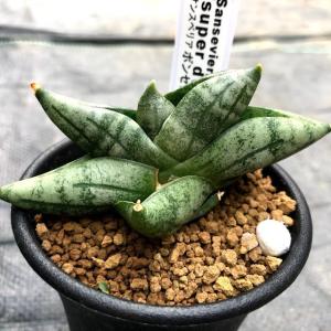 多肉植物：ペラルゴニウム コルツシフォリウム*幹幅1.5cm : 遊恵盆栽