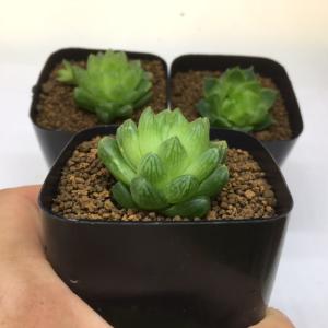 多肉植物：ハオルチア　オブツーサ　姫玉虫*4cm