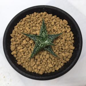 アロエ苗の商品一覧 通販 Yahoo ショッピング