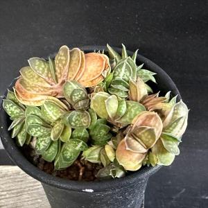 多肉植物：ハオルチア コレクタ錦*幅8cm 現品！一品限り : 遊恵盆栽