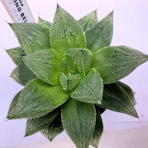 多肉植物：ハオルチア 特大グリーンオブツーサ マックス錦*幅6cm