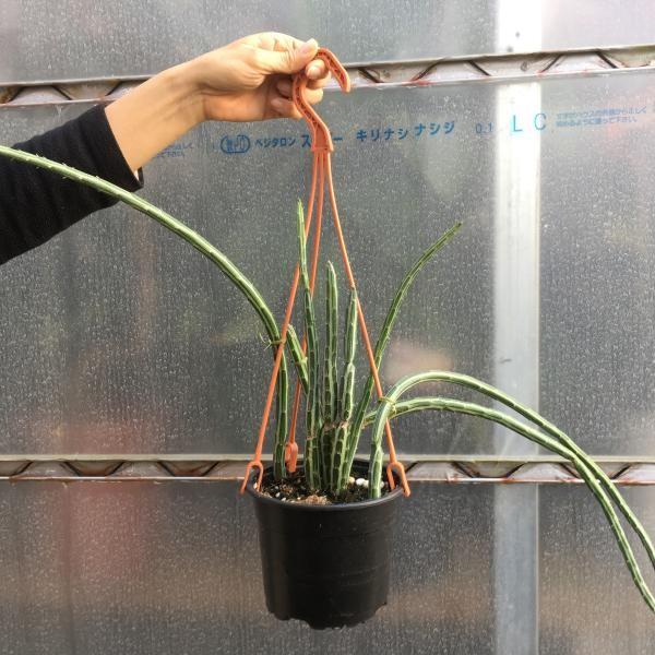 多肉植物：せネシオ　クレイニア　グレゴリー　吊り鉢*全幅70ｃｍ　5号鉢*