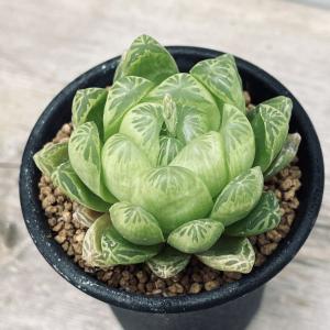 多肉植物：ハオルチア ピグマエア ミュータント*S 幅6cm