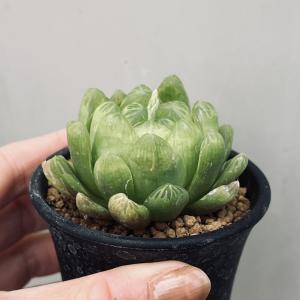 多肉植物:ハオルチア 若緑*S 幅5cmの詳細画像1