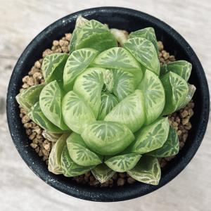 多肉植物:ハオルチア 若緑*S 幅5cmの詳細画像2
