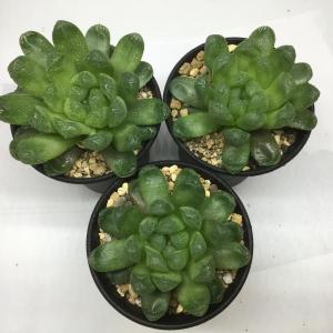 サボテン：フェロカクタス 文鳥丸*幅13cm 現品！一品限り : 遊恵盆栽